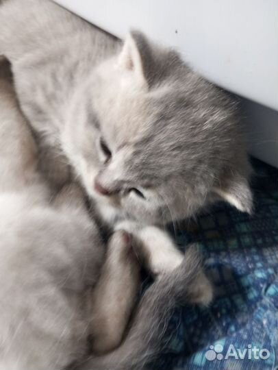 Британская