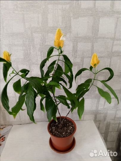 Пахистахис, замик, декабрист