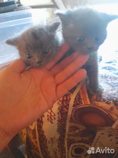Котята в дар