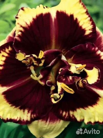 Лилейники сортовые