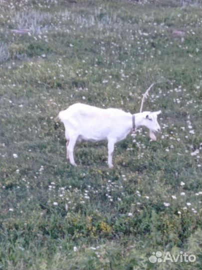 Коза нубийская