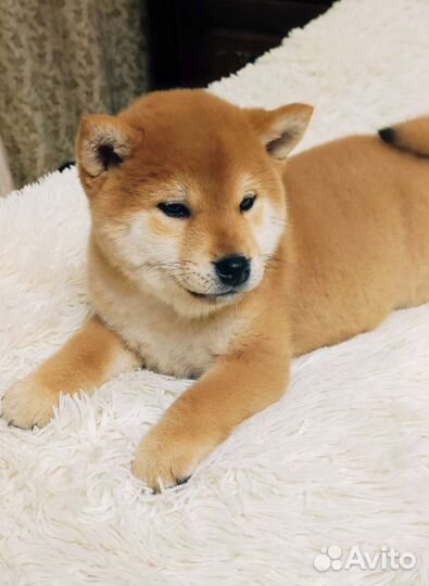 Сиба щенки