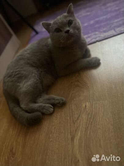 Британский кот