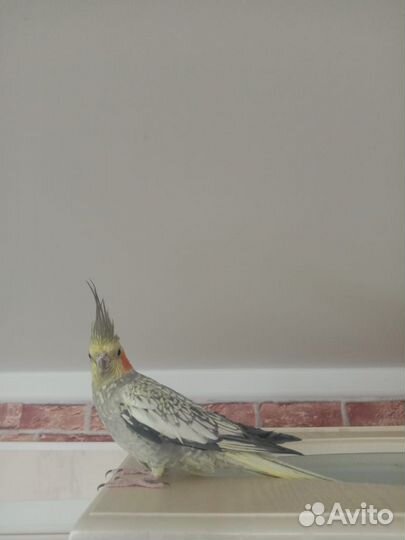 Попугай корелла