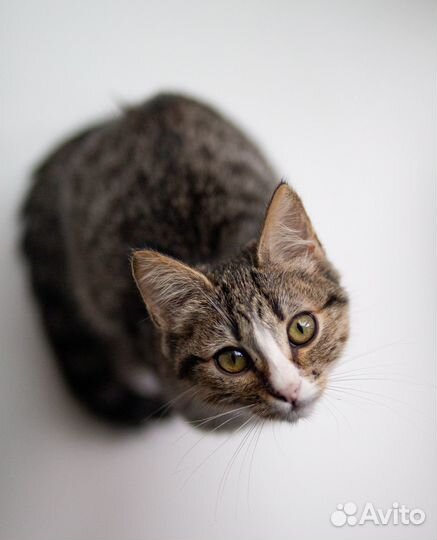 Котенок в добрые руки