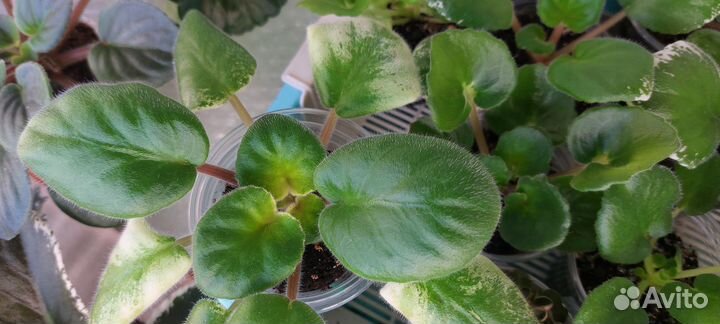 Фиалки сортовые