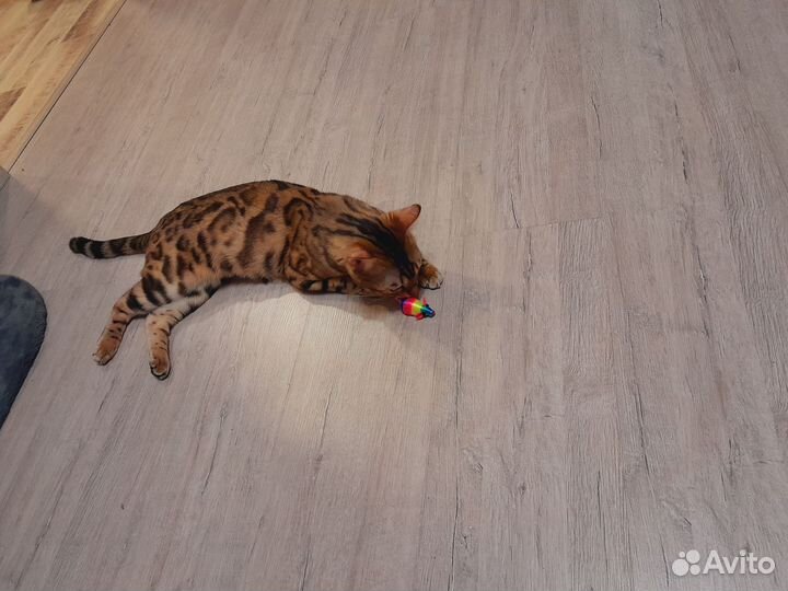 Бенгальская кошечка