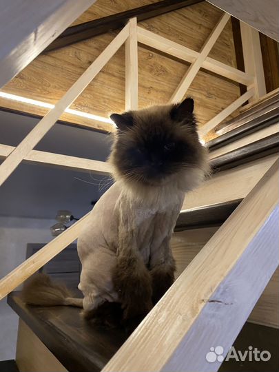 Груминг.Стрижка собак, экспресс-линька собак/кошек