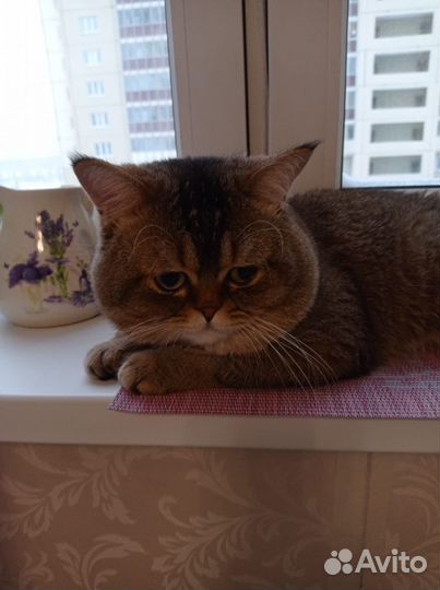 Шотландский кот вязка