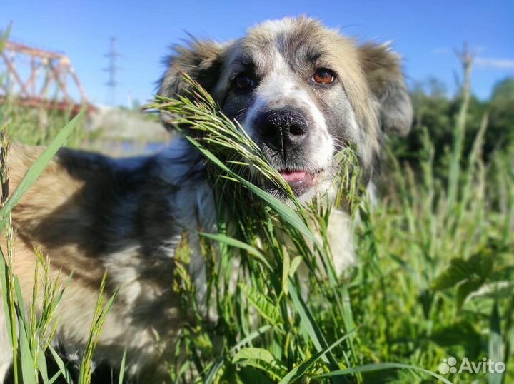 Мэгги ищет дом