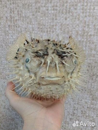 Рыба Фугу (Чучело)