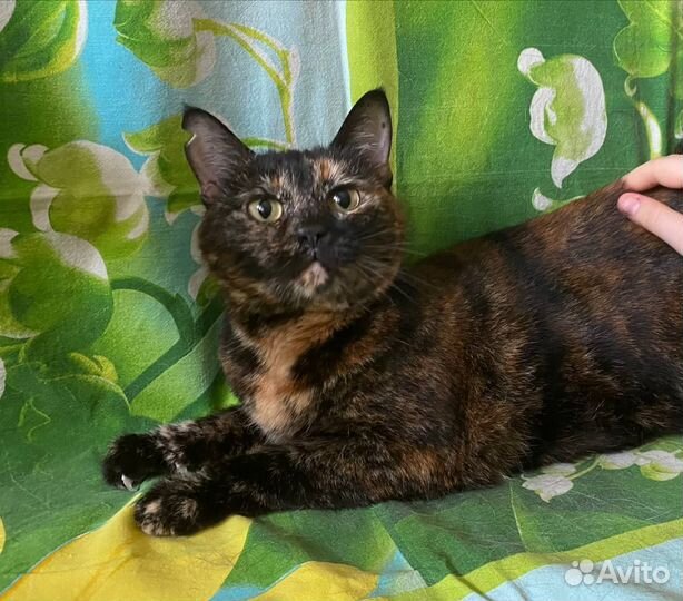 В добрые руки