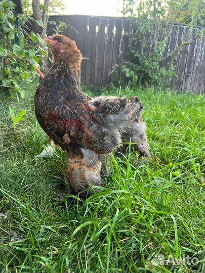 Петух брама Куропатчатый молодой