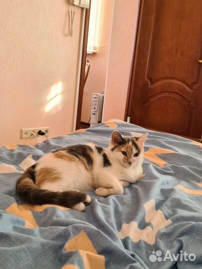 Отдам в добрые руки. Ласковая кошечка