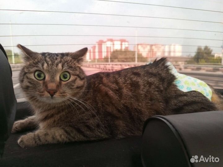 Отдам котика отказника в добрые руки