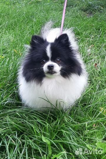 Шпиц померанский, взрослая сука мини