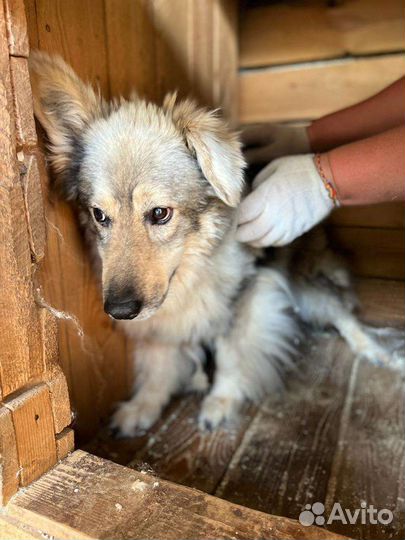 Собака Пушинка в добрые руки