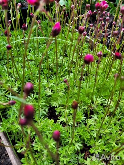 Растения для сада