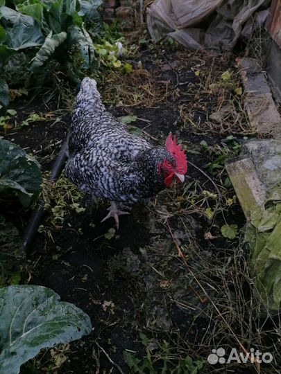 Продаётся петушок. Мех. Кукушка