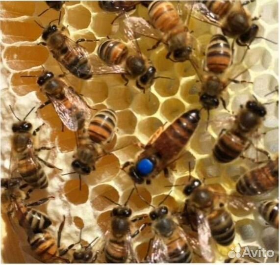 Пчеломатки бакфаст