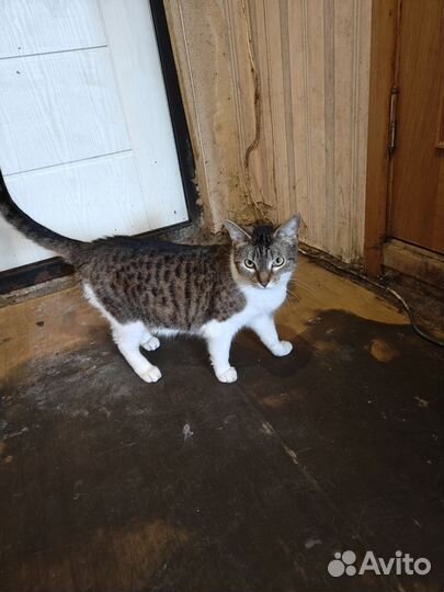 Отдам в хорошие руки кошку зовут Ася