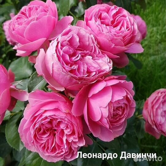 Саженцы Роз