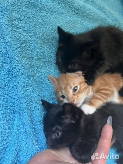 Отдам котенка в добрые руки