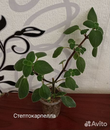 Комнатные растения