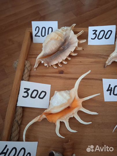 Морские раковины