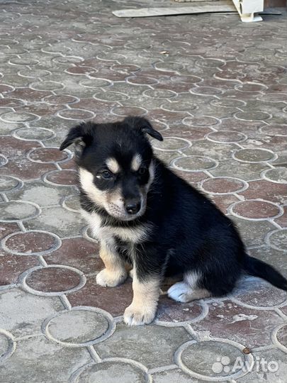 Щенки Хаски