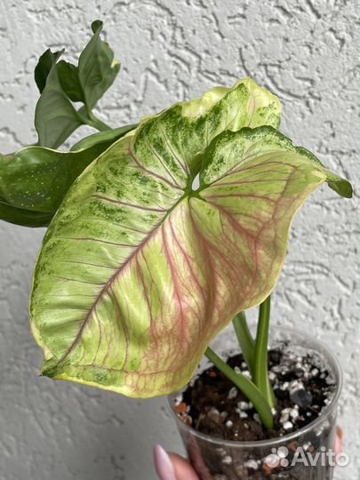 Сингониум Орм тонг вариегатный