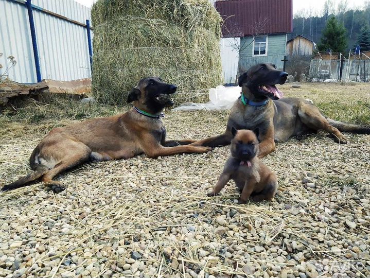 Щенок Малинуа