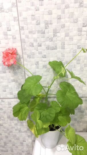 Пеларгония mimi