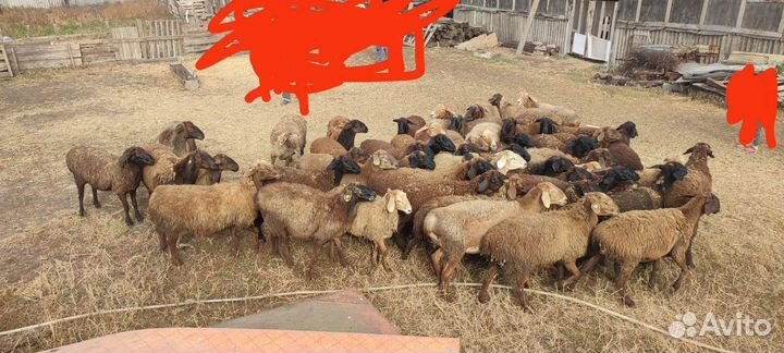 Овцы и бараны