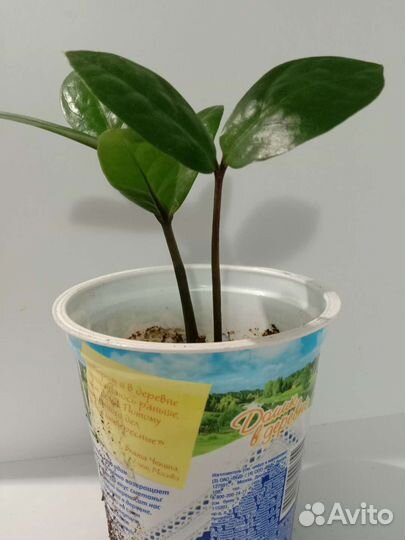 Замиокулькас долларовое дерево