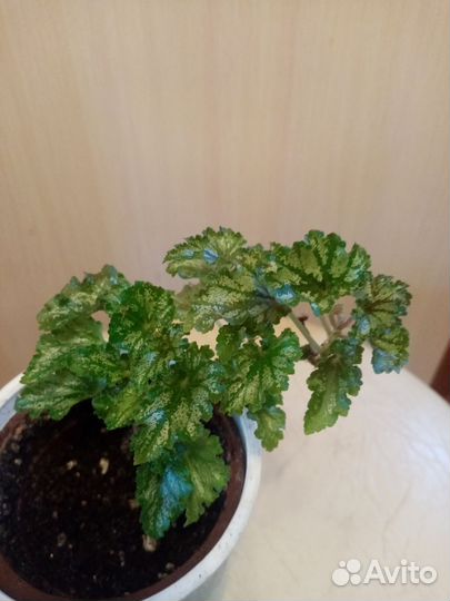 Бегонии часть 2. Эписции