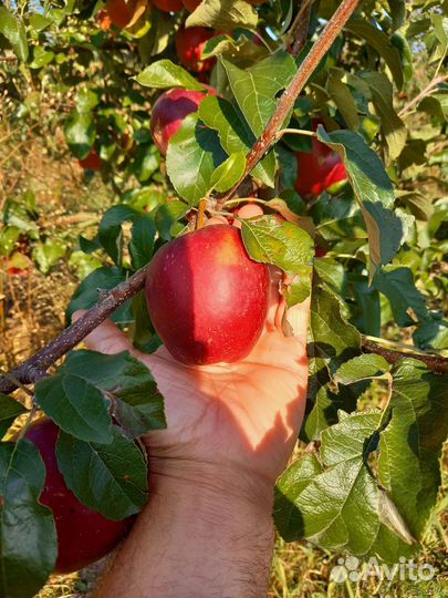 Яблоки оптом