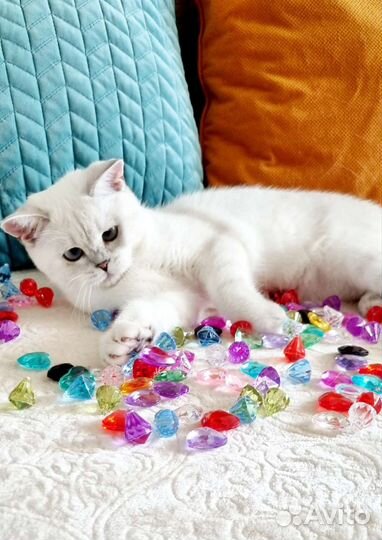 Британская кошечка