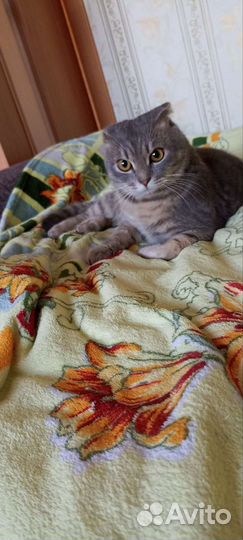 Шотландский вислоухий кот