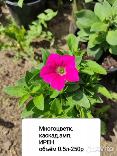 Петуния ампельная рассада