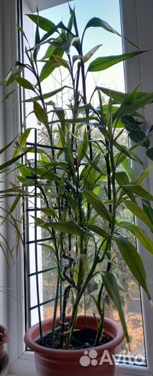 Комнатные цветы