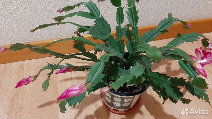 Цветок декабрист