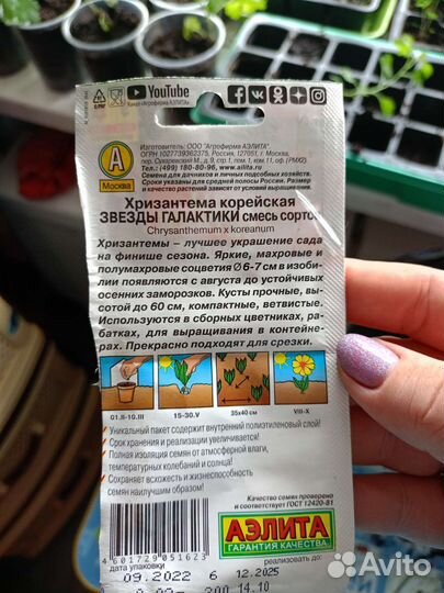 Хризантема кустовая