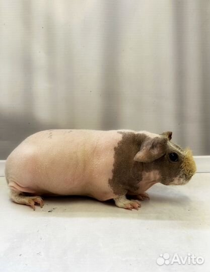 Морская свинка скинни