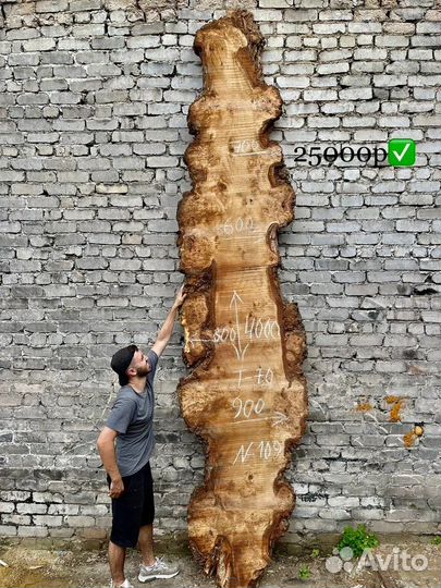 Слэб гигант капового горного тополя