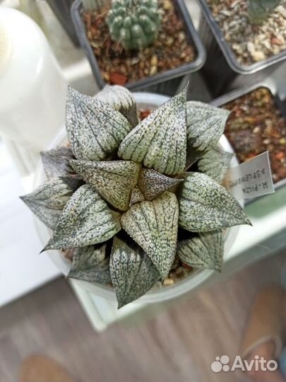 Haworthia Splendens x Picta - Хавортия гибрид