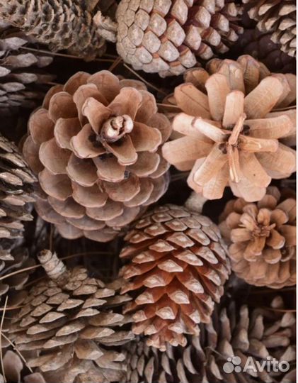 Набор для творчества шишки