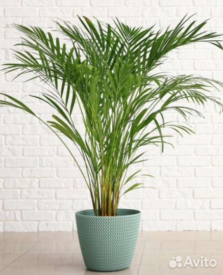 Хризолидокарпус