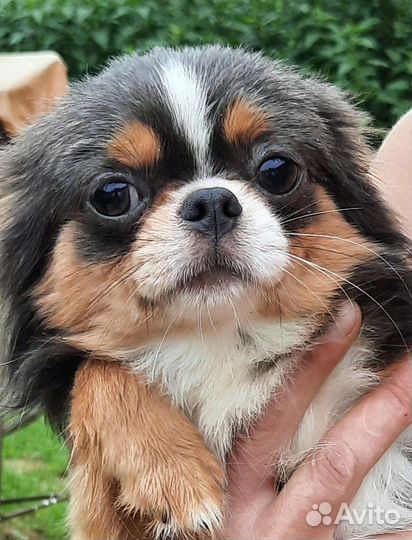 Шикарный кобель чихуахуа