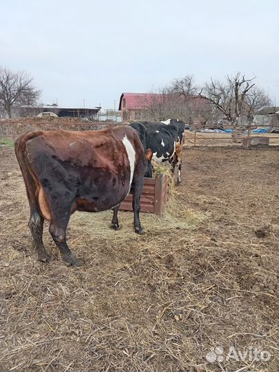 Отличные телки от высокоудойных коров